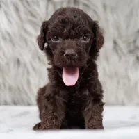 Oscar , a male Poodle - Miniature  for sale in Donna, TX – 1 of 7
