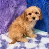 Piper , a female Cavapoo for sale in Donna, TX – 10 of 10