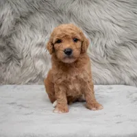 Toby , a male Miniature Goldendoodle for sale in Donna, TX – Photo 6 of 10