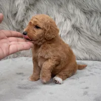 Toby , a male Miniature Goldendoodle for sale in Donna, TX – Photo 10 of 10