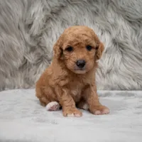 Toby , a male Miniature Goldendoodle for sale in Donna, TX – Photo 2 of 10