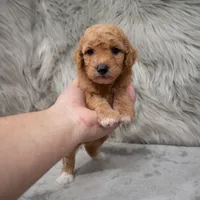 Toby , a male Miniature Goldendoodle for sale in Donna, TX – Photo 7 of 10