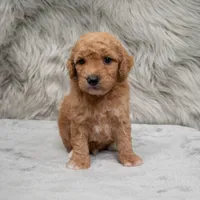 Toby , a male Miniature Goldendoodle for sale in Donna, TX – Photo 8 of 10