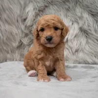Toby , a male Miniature Goldendoodle for sale in Donna, TX – Photo 3 of 10
