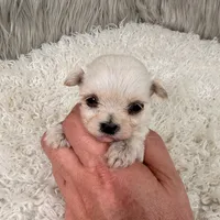 Sophie, a female Maltipoo for sale in Donna, TX – 3 of 6