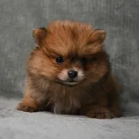 Tucker - 7 day return policy, a male Pomeranian for sale in Donna, TX – 8 of 8