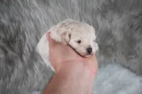 Mike , a male Maltipoo for sale in Donna, TX – 5 of 10