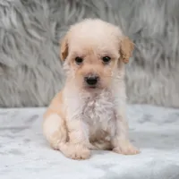 Lila, a female Poodle - Miniature  for sale in Donna, TX – 6 of 7