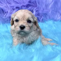 Hazel , a female Cavapoo for sale in Donna, TX – 8 of 8