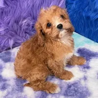 Stella , a female Cavapoo for sale in Donna, TX – 7 of 10