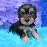 Jen , a female Yorkshire Terrier for sale in Donna, TX – 8 of 10
