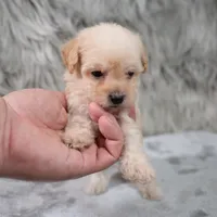 Lila, a female Poodle - Miniature  for sale in Donna, TX – 4 of 7