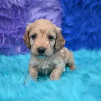 Duke , a male Cockapoo for sale in Donna, TX – 6 of 6