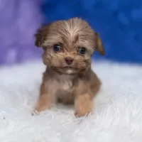 Baxter, a male Shihpoo for sale in Donna, TX – 4 of 9