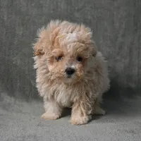 Max, a male Maltipoo for sale in Donna, TX – 7 of 9
