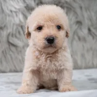 Rocky , a male Poodle - Miniature  for sale in Donna, TX – 4 of 6