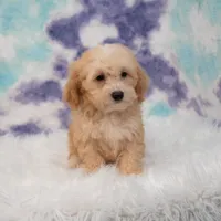 Archie, a male Miniature Goldendoodle for sale in Donna, TX – 4 of 5
