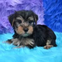 Cooper, a male Yorkshire Terrier for sale in Donna, TX – 5 of 10