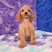 Dexter , a male Cockapoo for sale in Donna, TX – 1 of 10