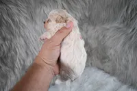 Charlie , a male Maltipoo for sale in Donna, TX – 7 of 10