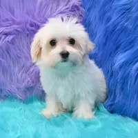 Becky , a female Maltipoo for sale in Donna, TX – 4 of 8