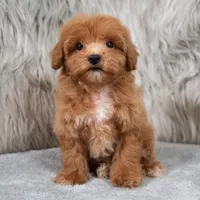 Blue , a male Maltipoo for sale in Donna, TX – 1 of 7