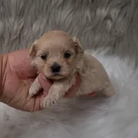 Hellen , a female Maltipoo for sale in Donna, TX – Photo 2 of 6