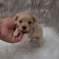 Hellen , a female Maltipoo for sale in Donna, TX – Photo 4 of 6