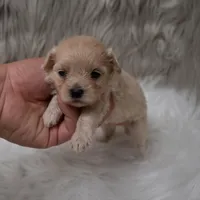 Hellen , a female Maltipoo for sale in Donna, TX – Photo 3 of 6