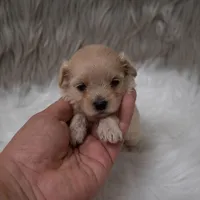 Hellen , a female Maltipoo for sale in Donna, TX – Photo 5 of 6