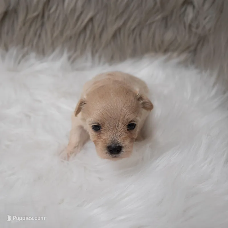 Hellen  – Maltipoo puppy for sale in Donna, TX