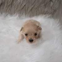 Hellen , a female Maltipoo for sale in Donna, TX – Photo 1 of 6