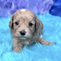 Scout , a male Cavapoo for sale in Donna, TX – 1 of 8