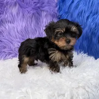 Jax, a male Yorkshire Terrier for sale in Donna, TX – 1 of 10