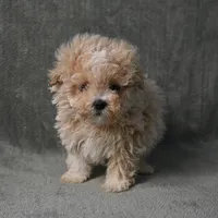 Max, a male Maltipoo for sale in Donna, TX – 4 of 9