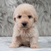 Rocky , a male Poodle - Miniature  for sale in Donna, TX – 5 of 6