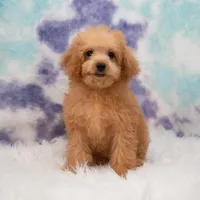 Lily, a female Miniature Goldendoodle for sale in Donna, TX – 3 of 6
