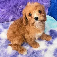 Stella , a female Cavapoo for sale in Donna, TX – 4 of 10