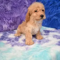 Duke , a male Cockapoo for sale in Donna, TX – 5 of 10