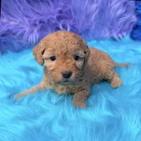 Harper , a female Poodle - Miniature  for sale in Donna, TX – 5 of 10