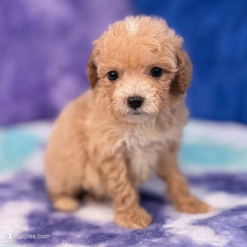 Linda – Maltipoo puppy for sale in Donna, TX