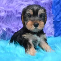 Jen , a female Yorkshire Terrier for sale in Donna, TX – 7 of 10