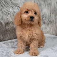 Ranger, a male Miniature Goldendoodle for sale in Donna, TX – 8 of 9