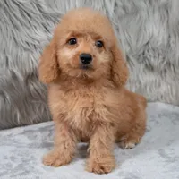 Ranger, a male Miniature Goldendoodle for sale in Donna, TX – 9 of 9