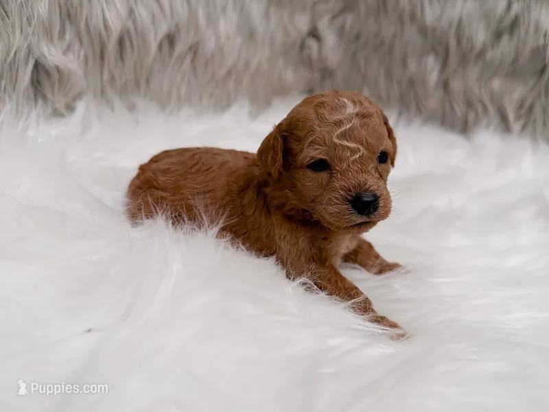 Annie  Micro-Mini – Miniature Goldendoodle puppy for sale in Donna, TX