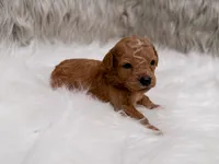 Annie  Micro-Mini, a female Miniature Goldendoodle for sale in Donna, TX – Photo 1 of 5