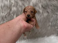 Annie  Micro-Mini, a female Miniature Goldendoodle for sale in Donna, TX – Photo 4 of 5