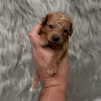 Annie  Micro-Mini, a female Miniature Goldendoodle for sale in Donna, TX – Photo 5 of 5
