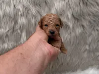 Annie  Micro-Mini, a female Miniature Goldendoodle for sale in Donna, TX – Photo 3 of 5