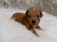 Annie  Micro-Mini, a female Miniature Goldendoodle for sale in Donna, TX – Photo 2 of 5